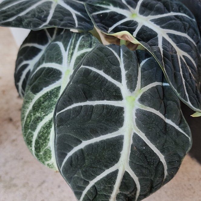 Photo of the plant species Alocasia Black Velvet Ninja by @LadyOricad named Stella on Greg, the plant care app