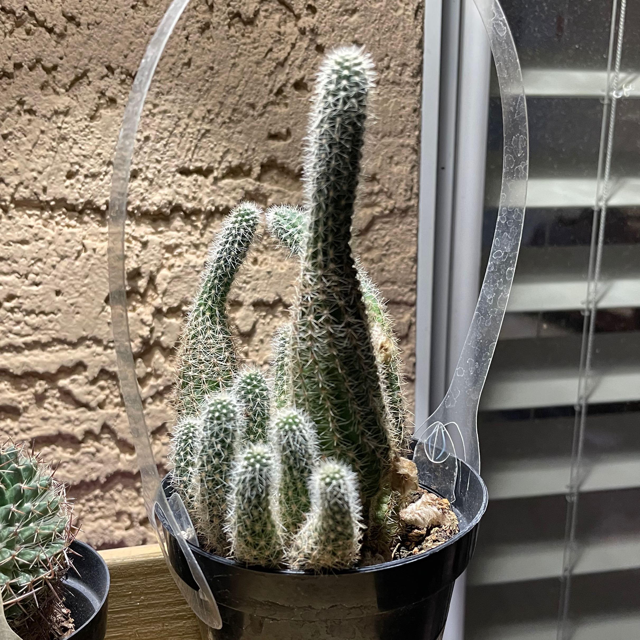 Photo of the plant species Echinopsis 'Flambeau' by @YeahWaxplant named Tupot amaroot on Greg, the plant care app