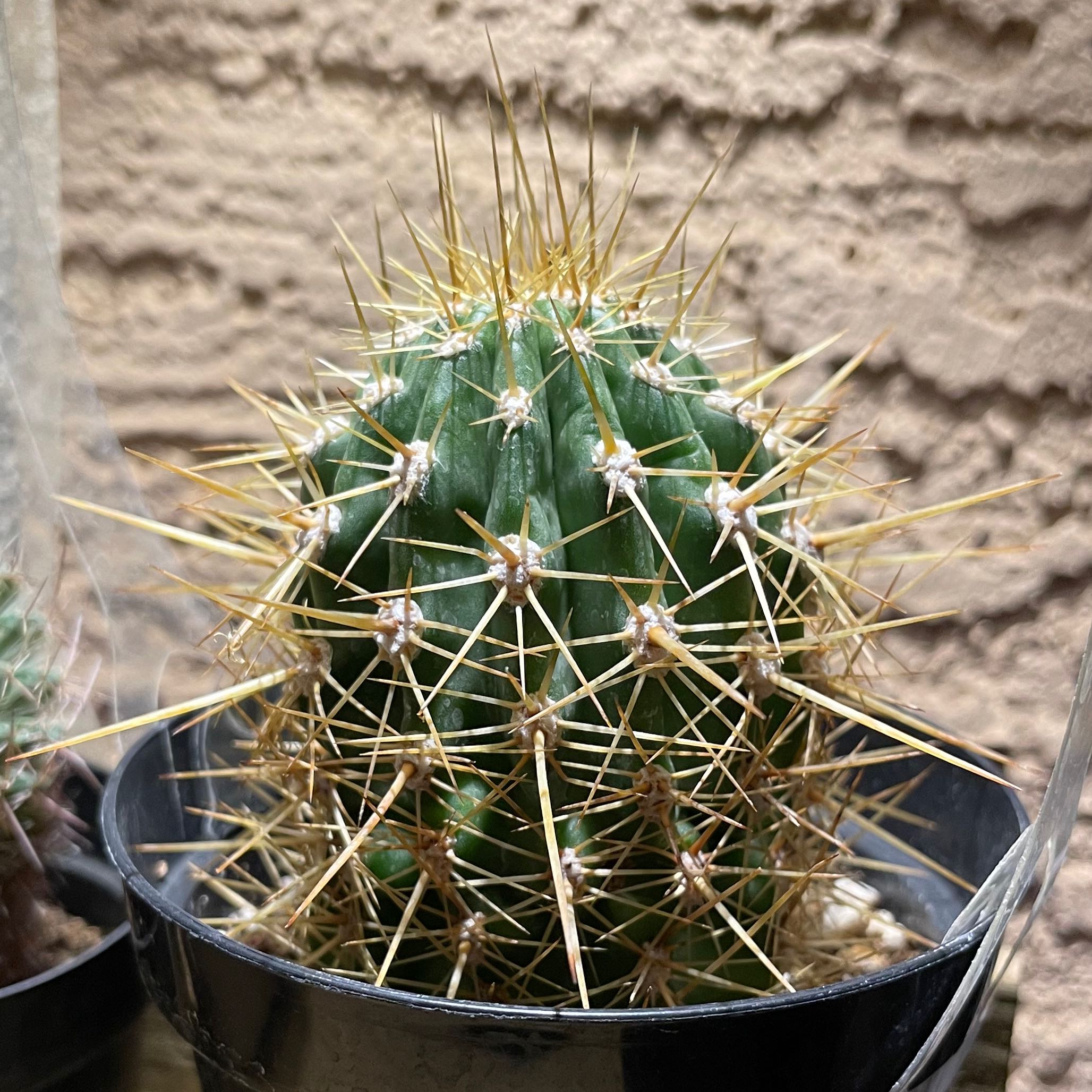 Photo of the plant species Argentine Saguaro by @YeahWaxplant named Hamilton on Greg, the plant care app