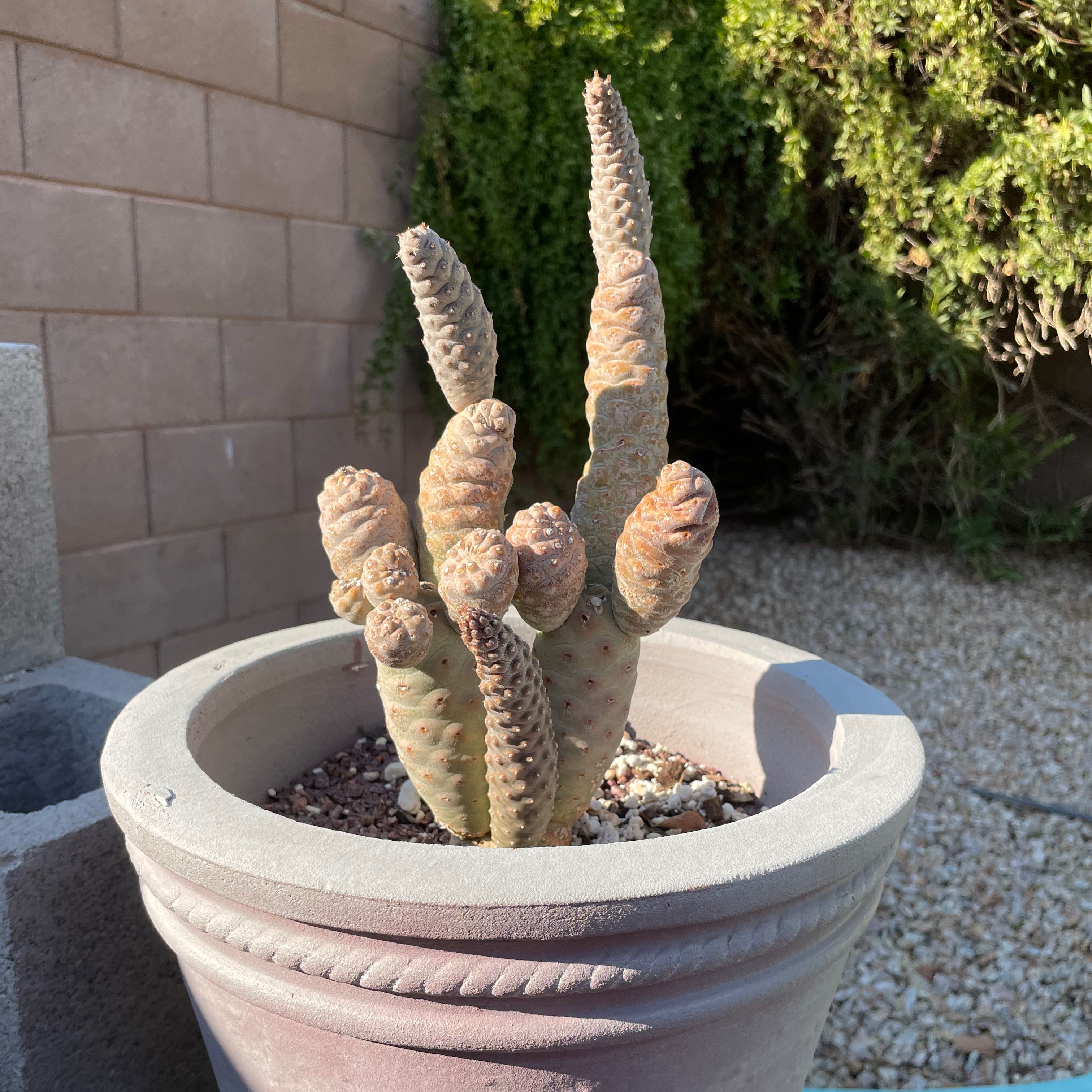 Photo of the plant species Pine Cone cactus by @YeahWaxplant named Surya on Greg, the plant care app