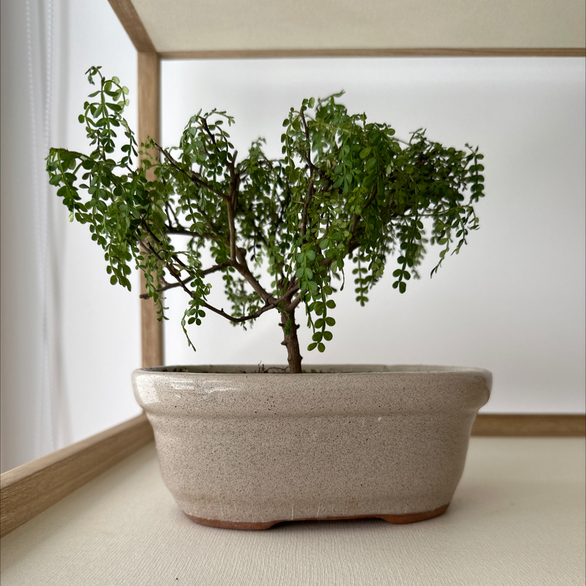 Photo of the plant species Pistacia weinmannifolia by @GrandLightwood named Pistacia on Greg, the plant care app