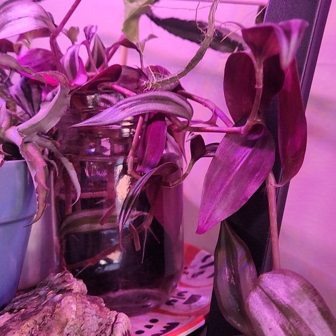 Photo of the plant species Tradescantia Zebrina by @FriendlyMystax named Sylvester on Greg, the plant care app