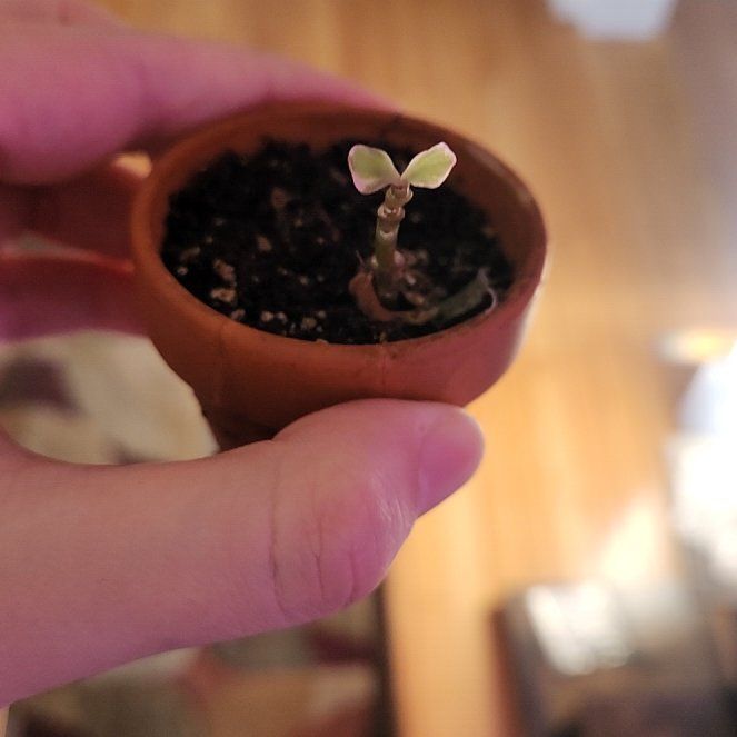 Photo of the plant species creme & green mini jade plant by @FriendlyMystax named Daryll on Greg, the plant care app