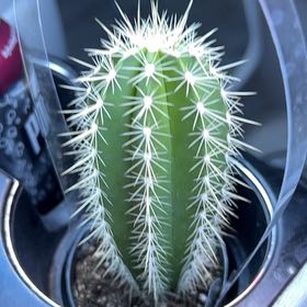 Photo of the plant species Chiotilla by @BuddingBlueiris named Tree Diddy on Greg, the plant care app