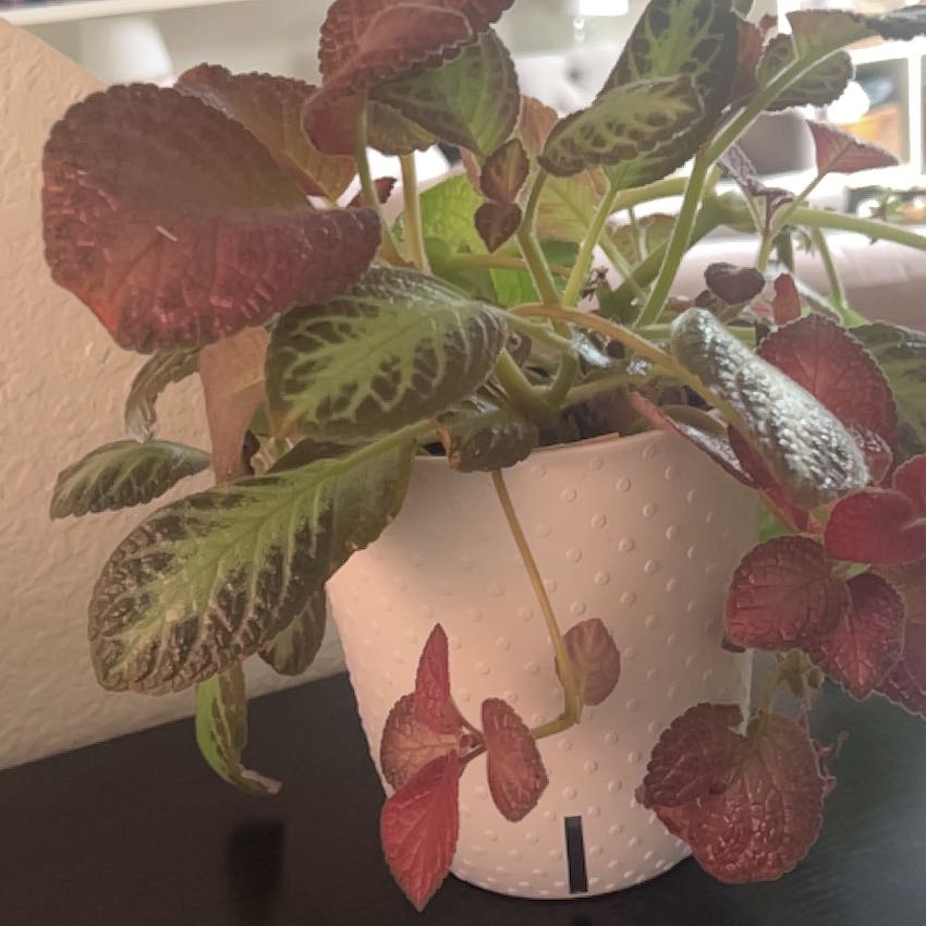 Photo of the plant species Flame Violet by @HeroMoonwort named Queen on Greg, the plant care app