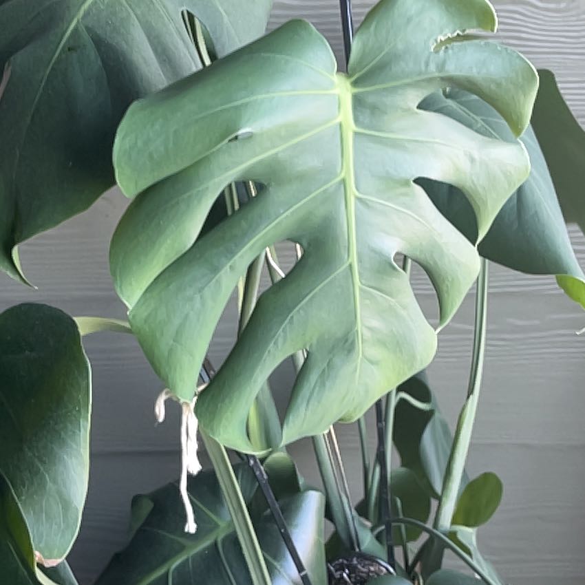 Why Does Monstera Leaves Curl? Unveiling the Hidden Causes