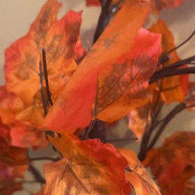 Photo of the plant species Sugar Maple by @BlessedChives named Tolkien on Greg, the plant care app