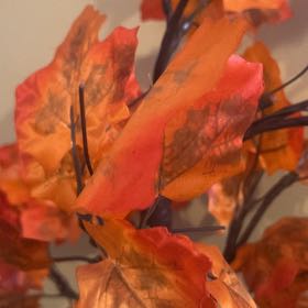 Photo of the plant species Sugar Maple by @BlessedChives named Gomez on Greg, the plant care app