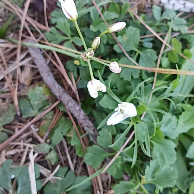 Photo of the plant species Cuckooflower by @KnightAngelwing named Winston on Greg, the plant care app