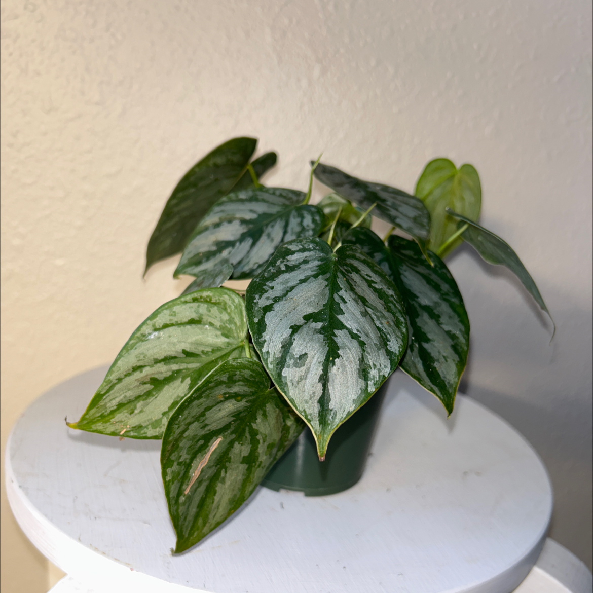 Silver Leaf Philodendron with variegated leaves on a white surface.