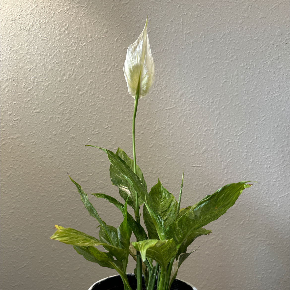 Domino Peace Lily with a single white flower and green leaves, some yellowing and browning.