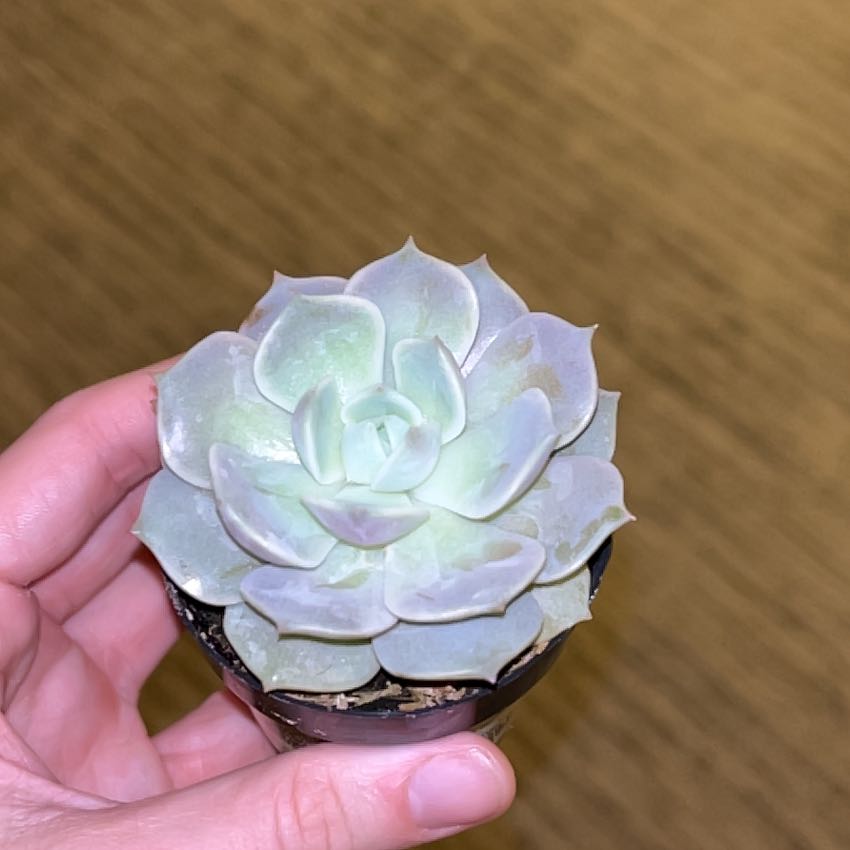 Photo of the plant species Lavender Rose Echeveria by @SpiffyLacealoe named Orlando Bloom on Greg, the plant care app