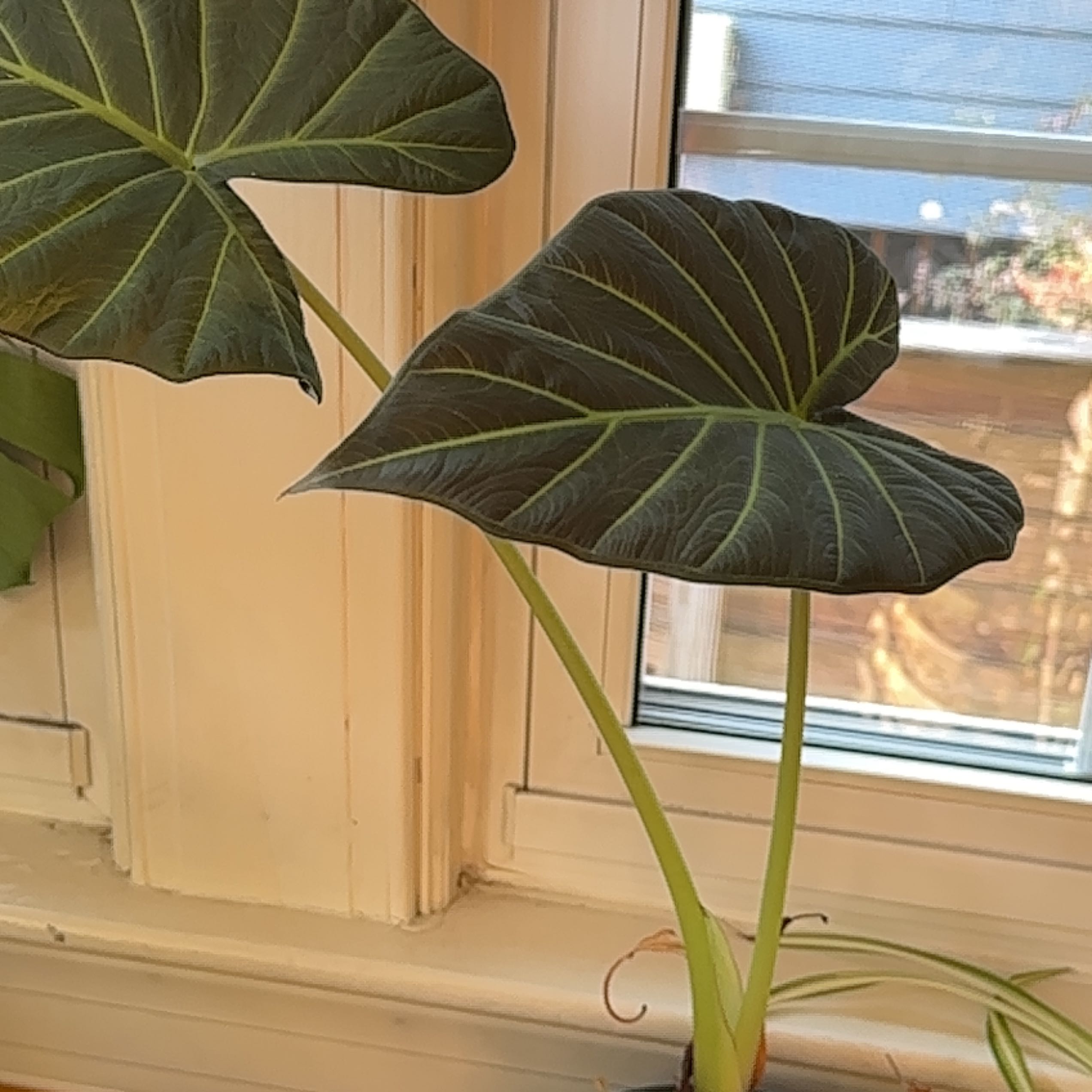 Alocasia 'Regal Shields' uploaded to the Greg plant app by @YoungCoralpea