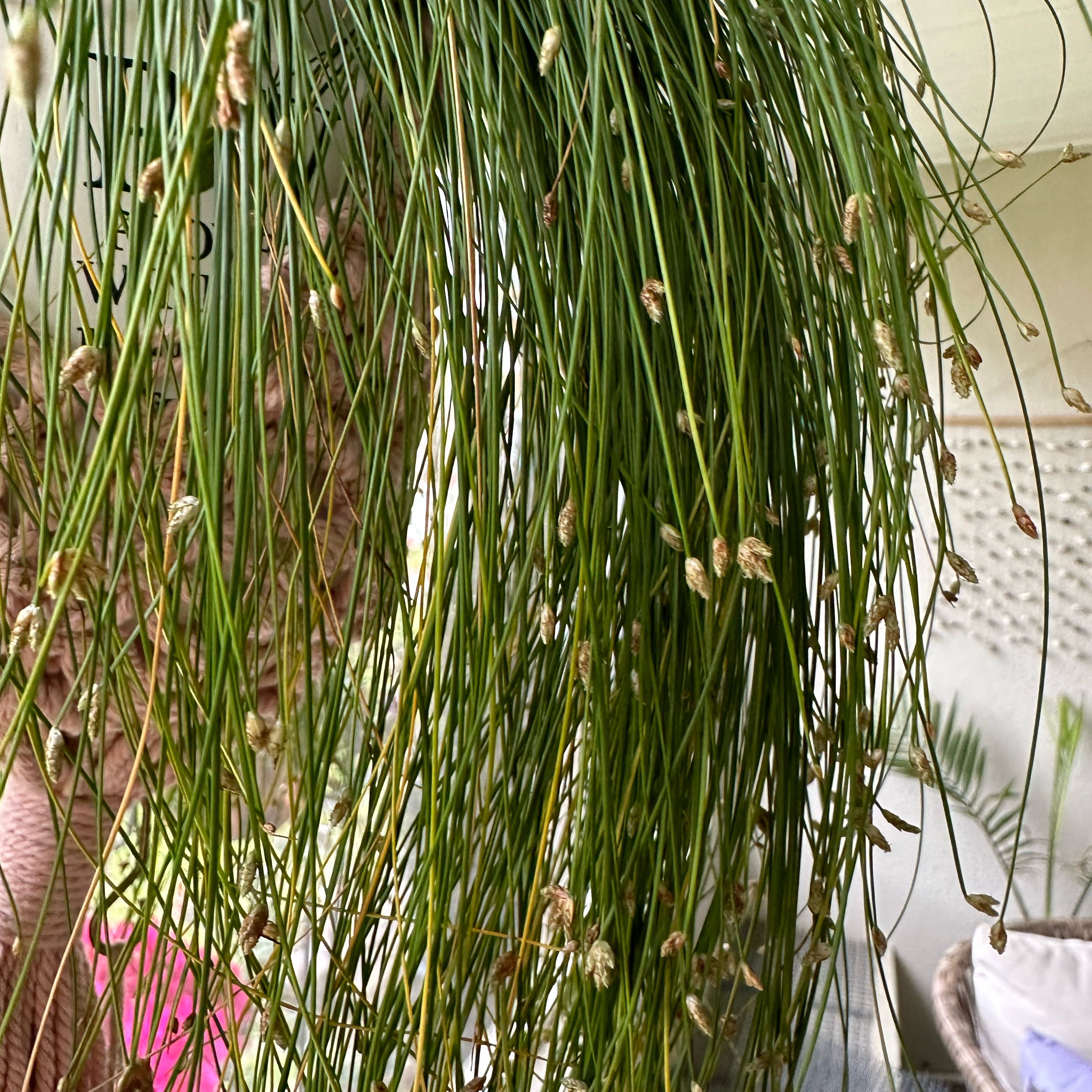 Image of a healthy Whisk Fern with long, thin green stems and small spore-producing structures.
