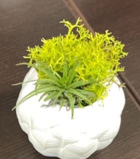 Plant care for dolomite tricolor succulent on Greg, the plant care app