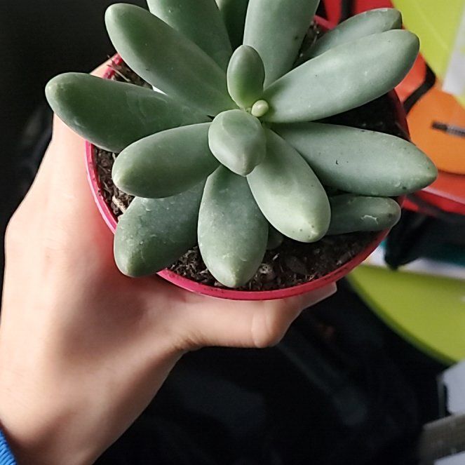 Photo of the plant species Pachyphytum fittkaui by @EagerGalega named Tuca on Greg, the plant care app