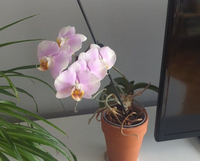 Watering a mini phalaenopsis orchid in Sphagnum moss that is super dry, Orchid In Water