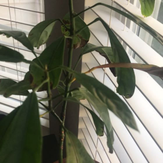 Photo of the plant species Kola Nut Tree by @GaietySnowqueen named Kole on Greg, the plant care app
