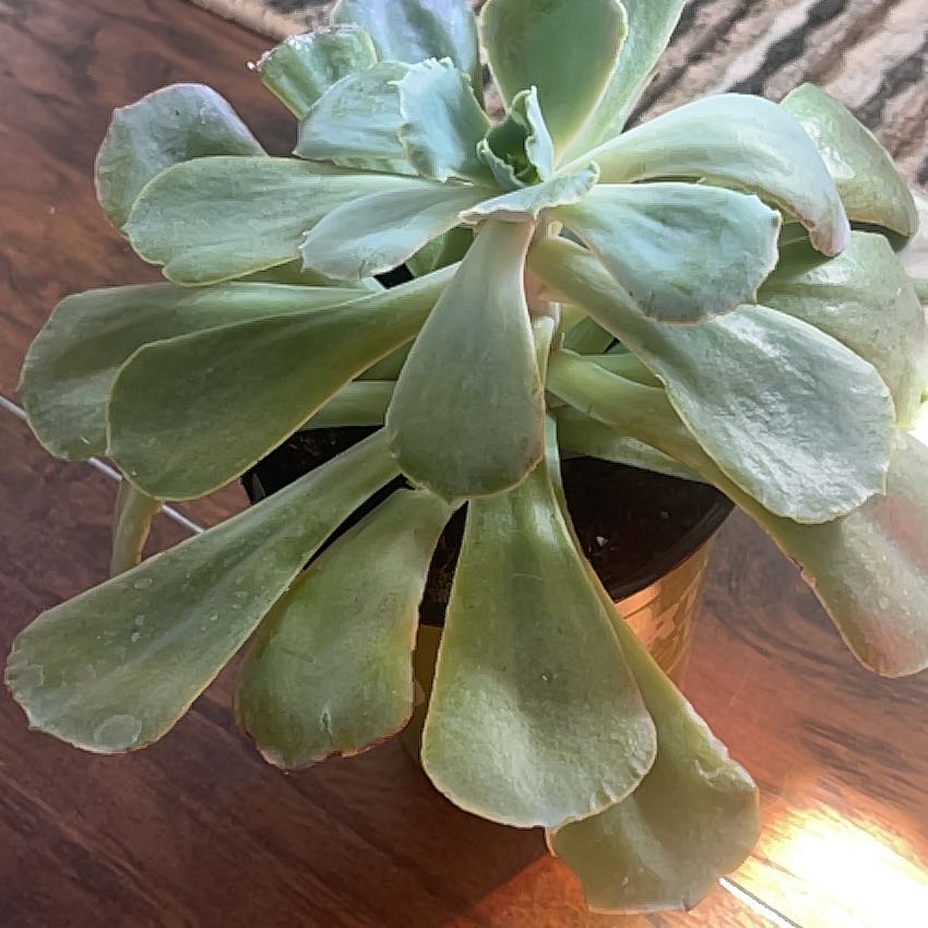 Photo of the plant species Echeveria 'Calypso' by @ManyBalticivy named Rainier on Greg, the plant care app