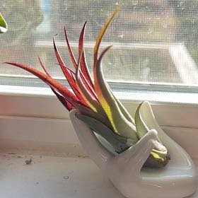 Photo of the plant species Burnt Umber airplant by @SwiftSiamtulip named Anne on Greg, the plant care app