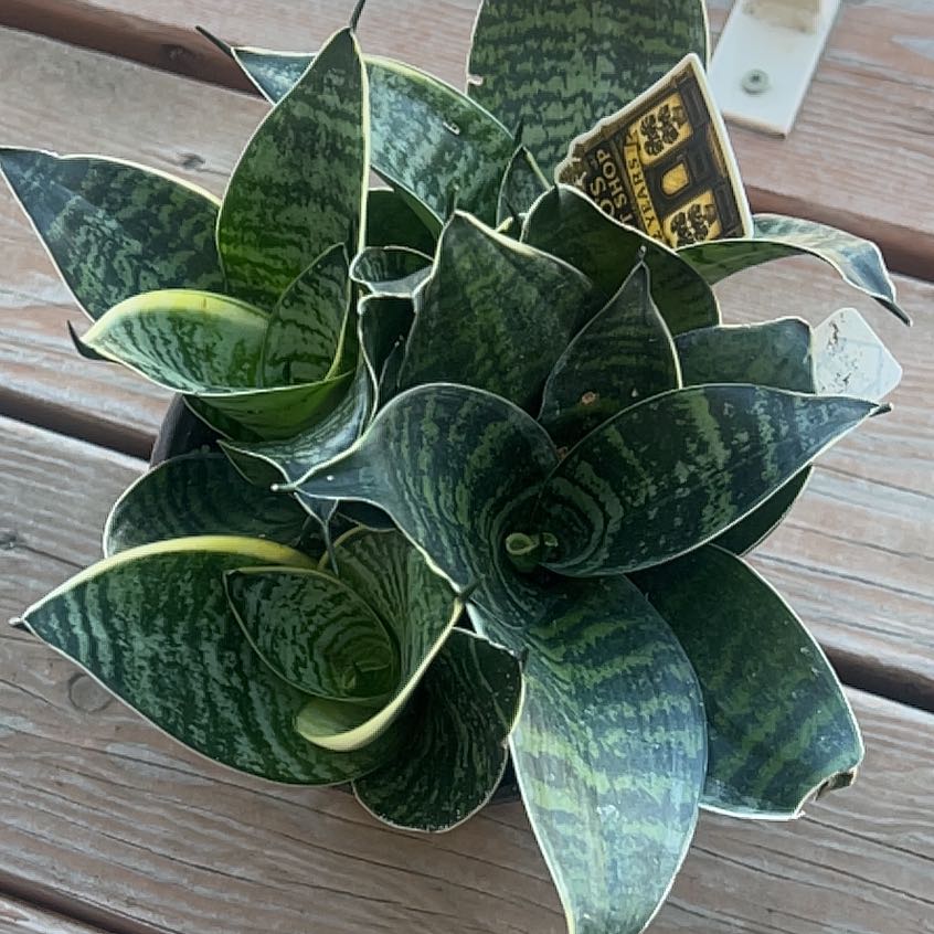 Photo of the plant species Forest Star by @MoeMama named Tolkien on Greg, the plant care app