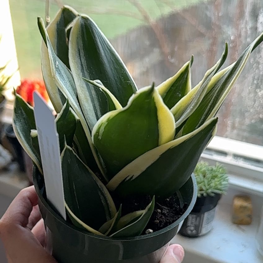 Black Star Snake Plant in a pot, held by a hand, with vibrant green and variegated leaves.