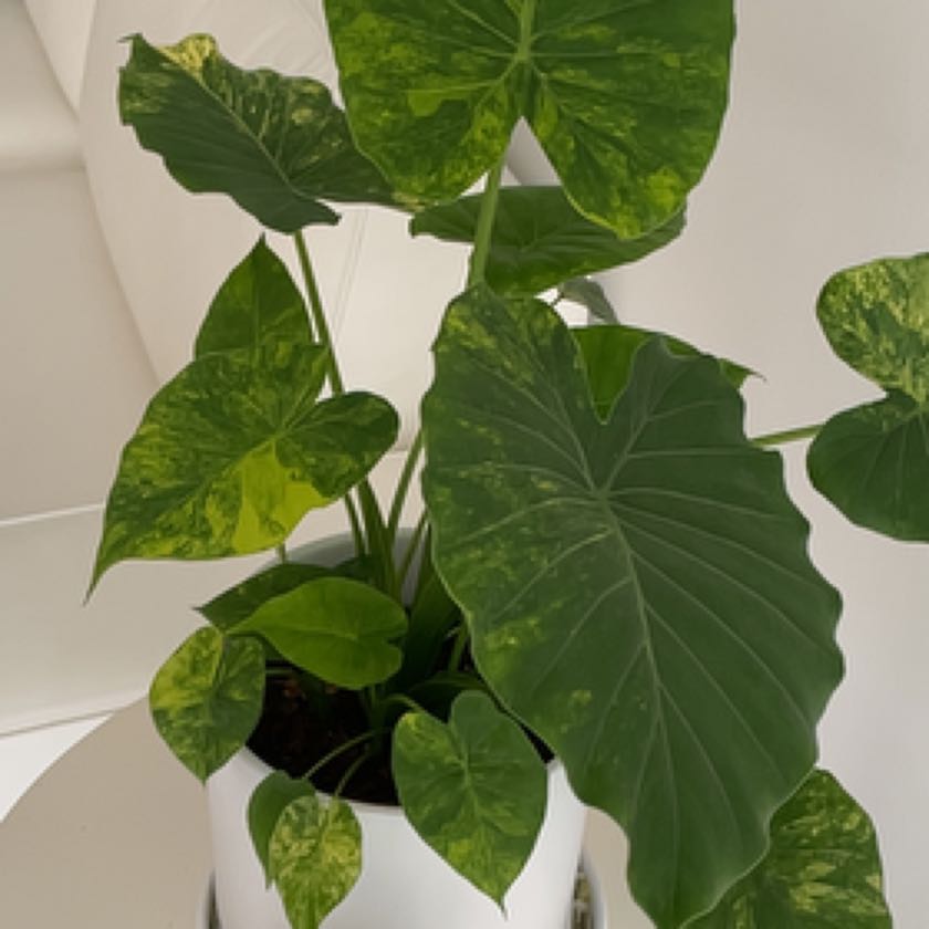 Photo of the plant species Alocasia gageana 'Aurea' by @CozyVetiver named Tupot amaroot on Greg, the plant care app