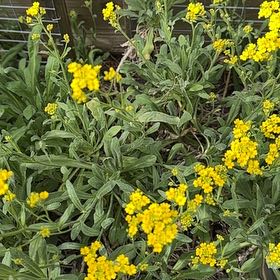 Photo of the plant species Basket of Gold by @GnarlyPinklaui named Willow on Greg, the plant care app