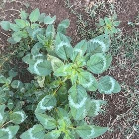 Photo of the plant species Palmer's Amaranth by @HolyRubbertree named Nemo on Greg, the plant care app