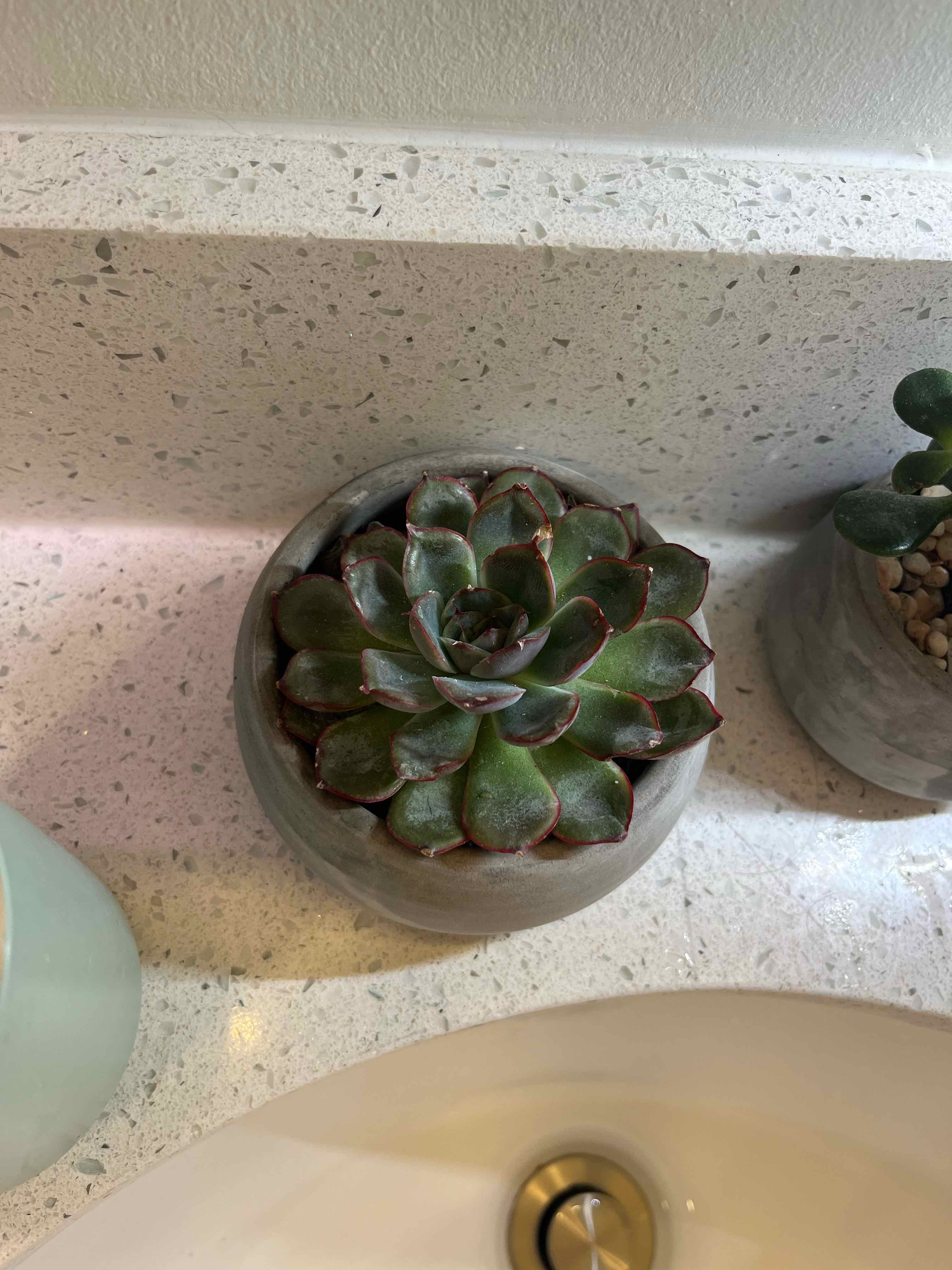 Photo of the plant species Echeveria agavoides 'Red Tip' by @uhimsav named alice on Greg, the plant care app