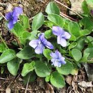 Plant care for Philippine Violet on Greg, the plant care app