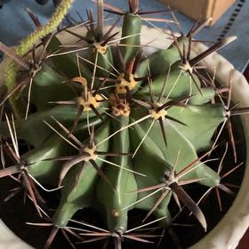 Photo of the plant species Barrel Cactus by @SaviorSmellfox named Sage on Greg, the plant care app