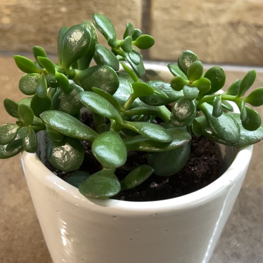 Photo of the plant species Mini Jade by @SolidlyRosemoss named Kobe on Greg, the plant care app