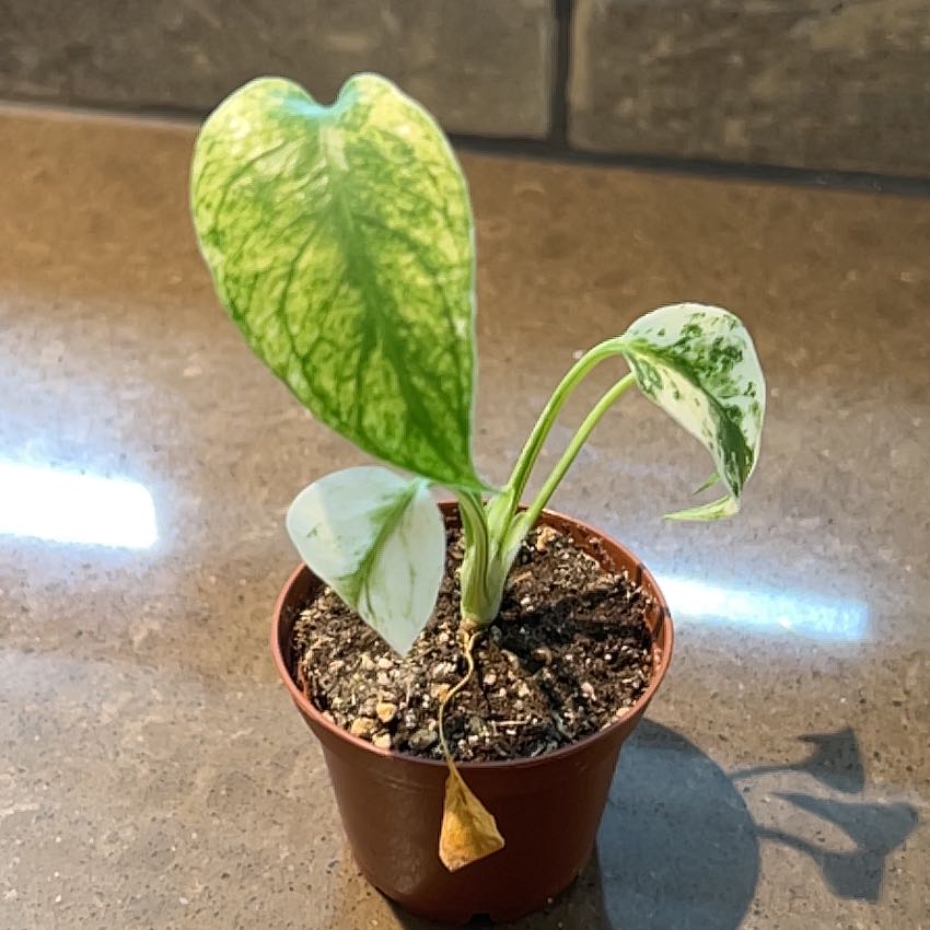 Photo of the plant species Monstera Mint by @SolidlyRosemoss named Elle on Greg, the plant care app