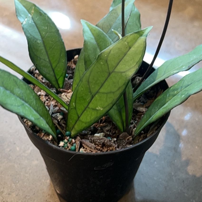 Photo of the plant species Hoya crassipetiolata by @SolidlyRosemoss named Scarlett on Greg, the plant care app