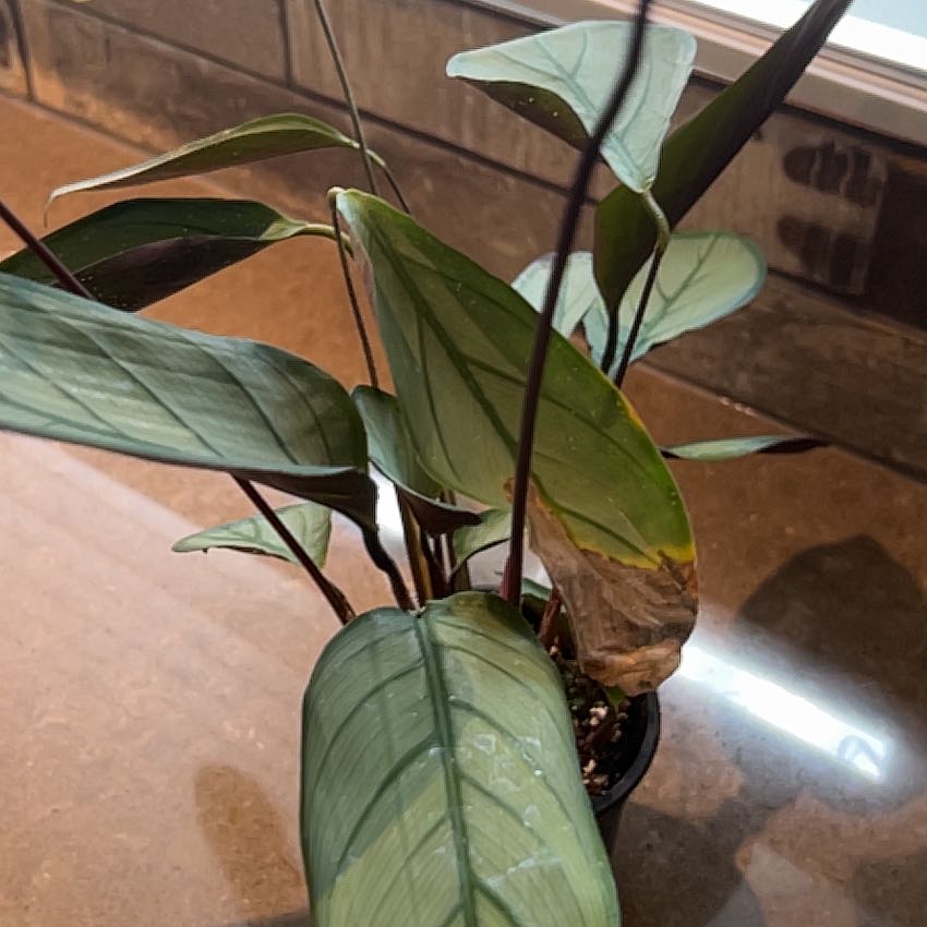 Photo of the plant species Ctenanthe by @SolidlyRosemoss named Duke on Greg, the plant care app