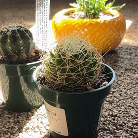 Photo of the plant species Bird's Nest Cactus by @DapperMizuna named Horny on Greg, the plant care app