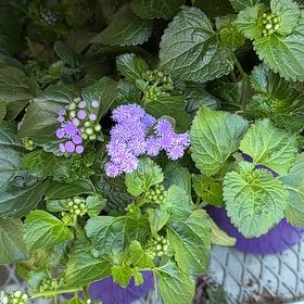 Photo of the plant species Blue Billygoat Weed by @StoutRiberry named Remington on Greg, the plant care app