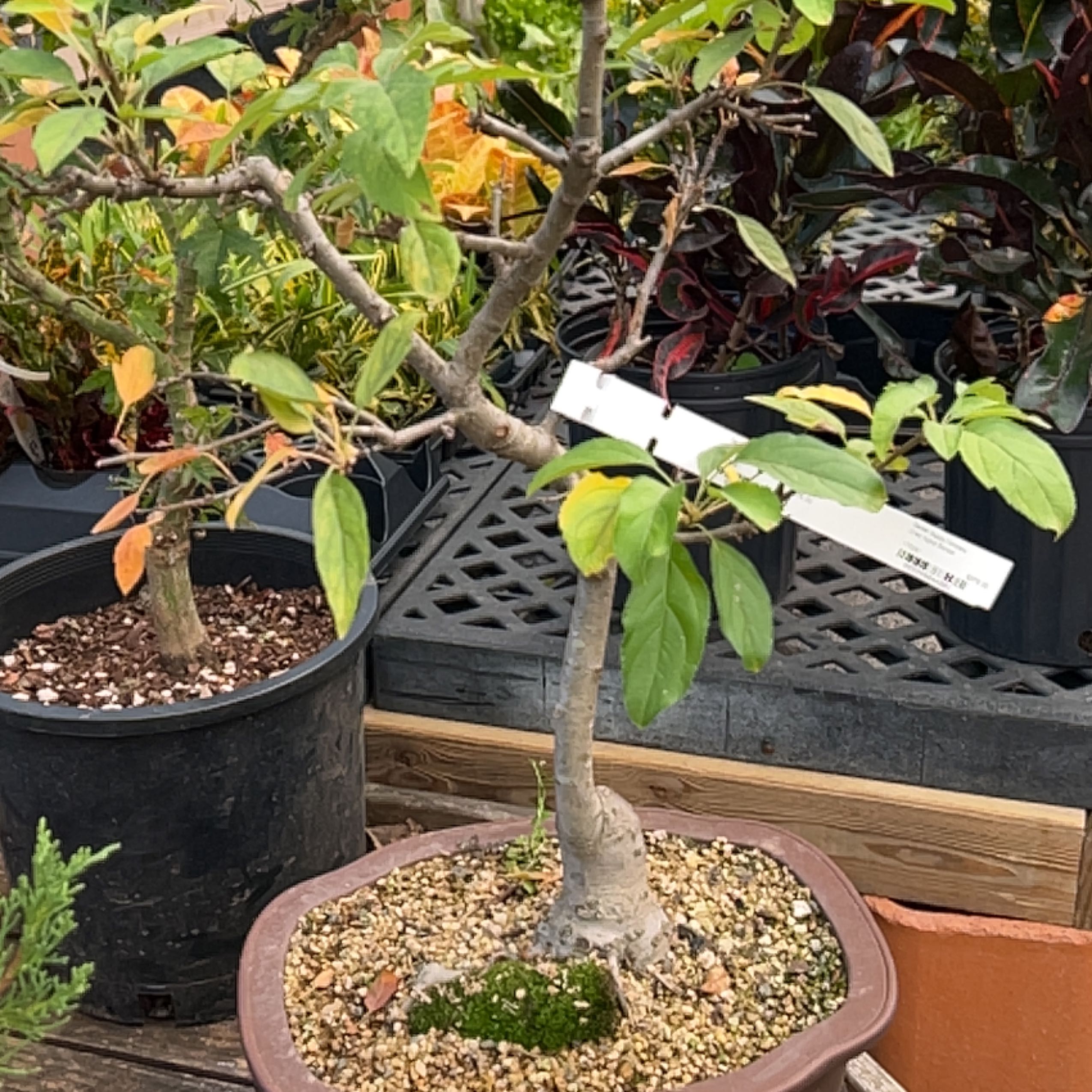 Photo of the plant species plumleaf crab apple by @StoutBeachrose named Morgan Treeman on Greg, the plant care app