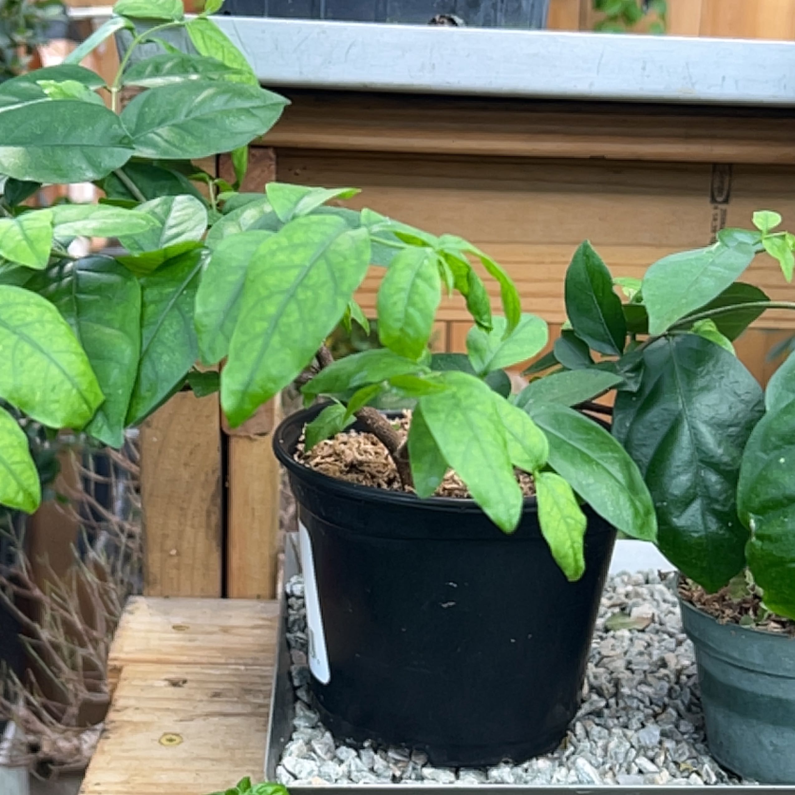 Photo of the plant species Water Jasmine by @StoutBeachrose named Girlfrond on Greg, the plant care app