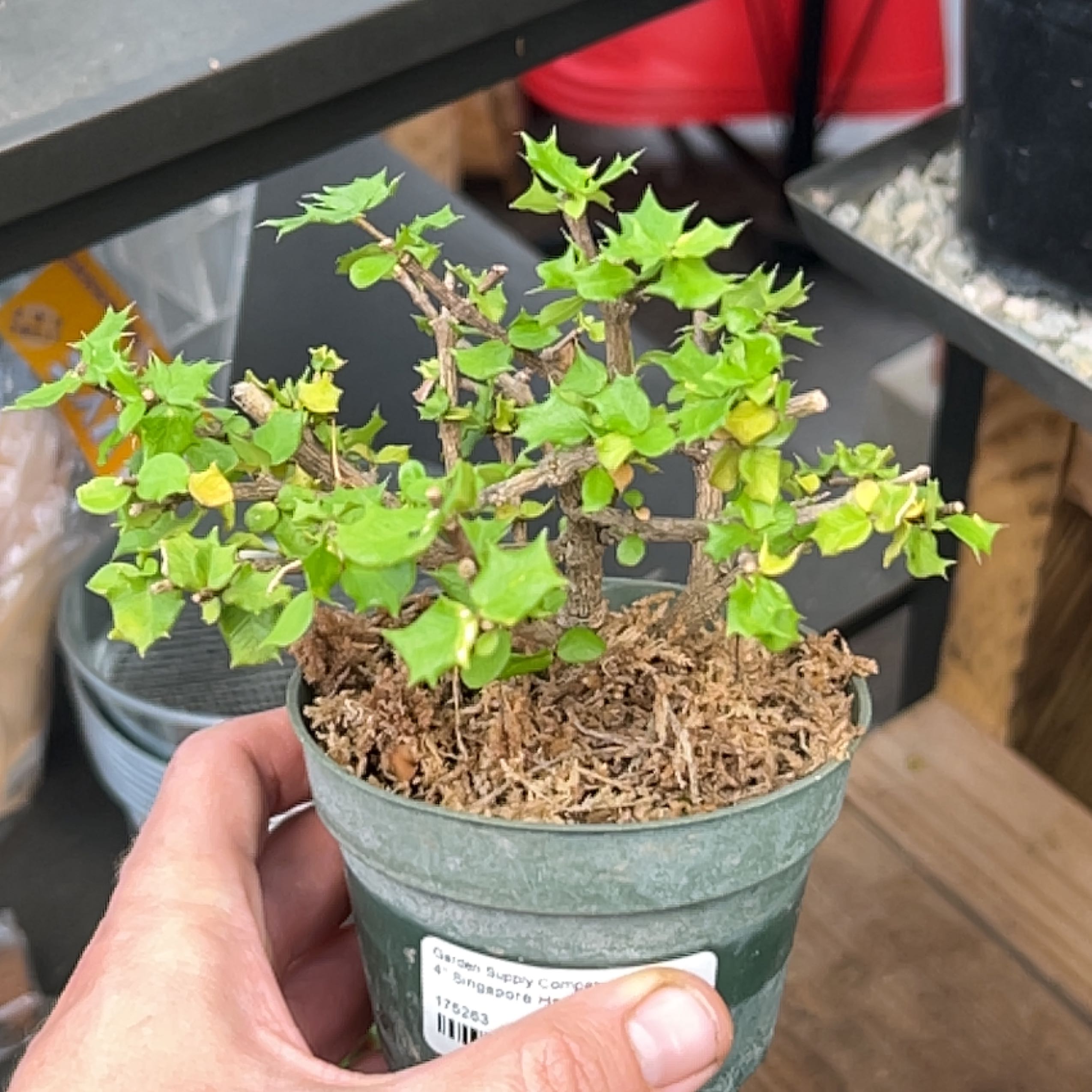 Photo of the plant species Singapore Holly by @StoutBeachrose named ChloroPhil on Greg, the plant care app