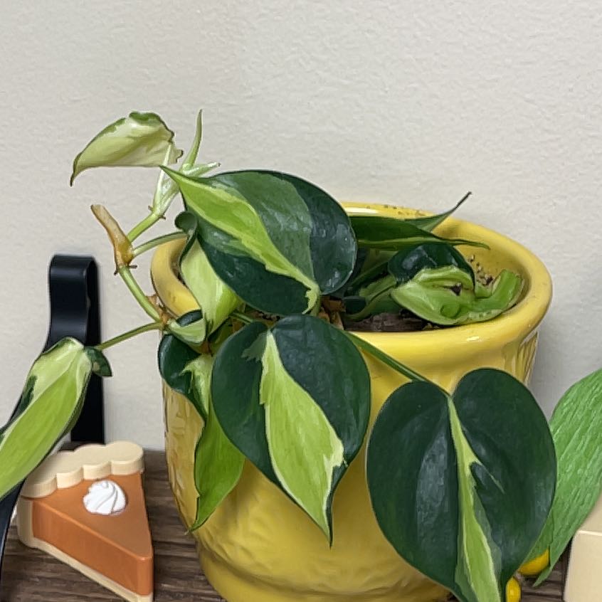 Philodendron 'Cream Splash' in a yellow pot with variegated leaves.