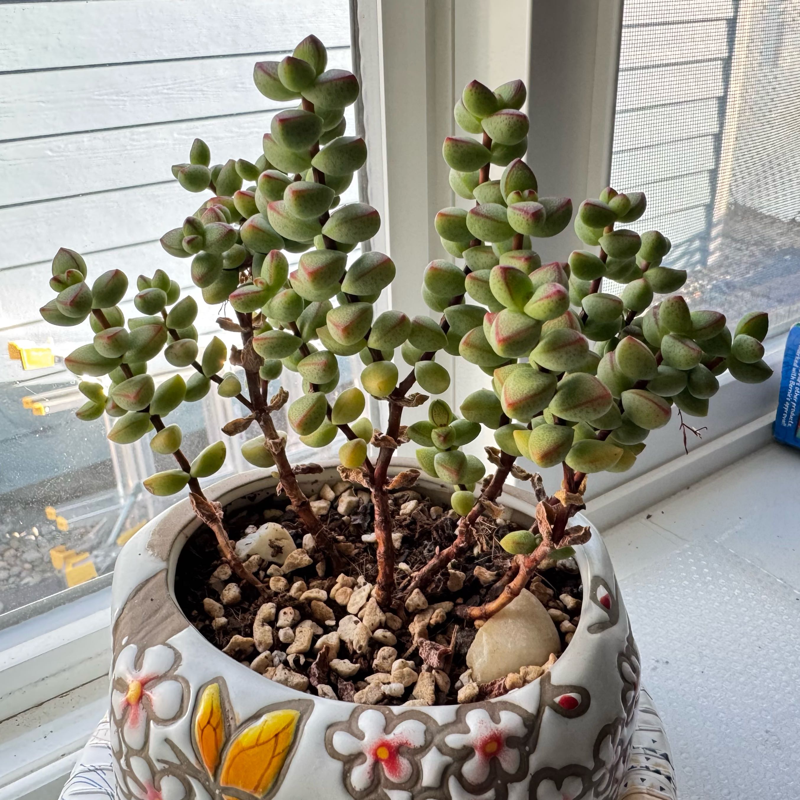 Photo of the plant species Crassula brevifolia by @OpenlyCherryred named Stella on Greg, the plant care app