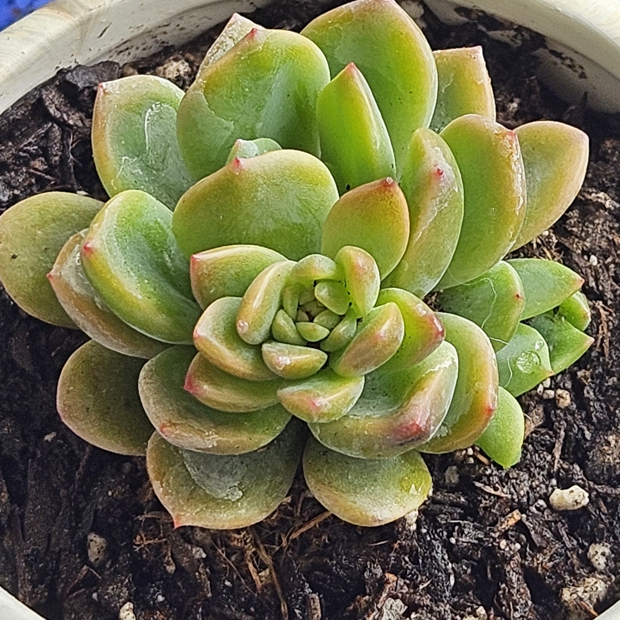 Graptoveria 'Debbie' succulent in a pot with visible soil, appearing healthy.