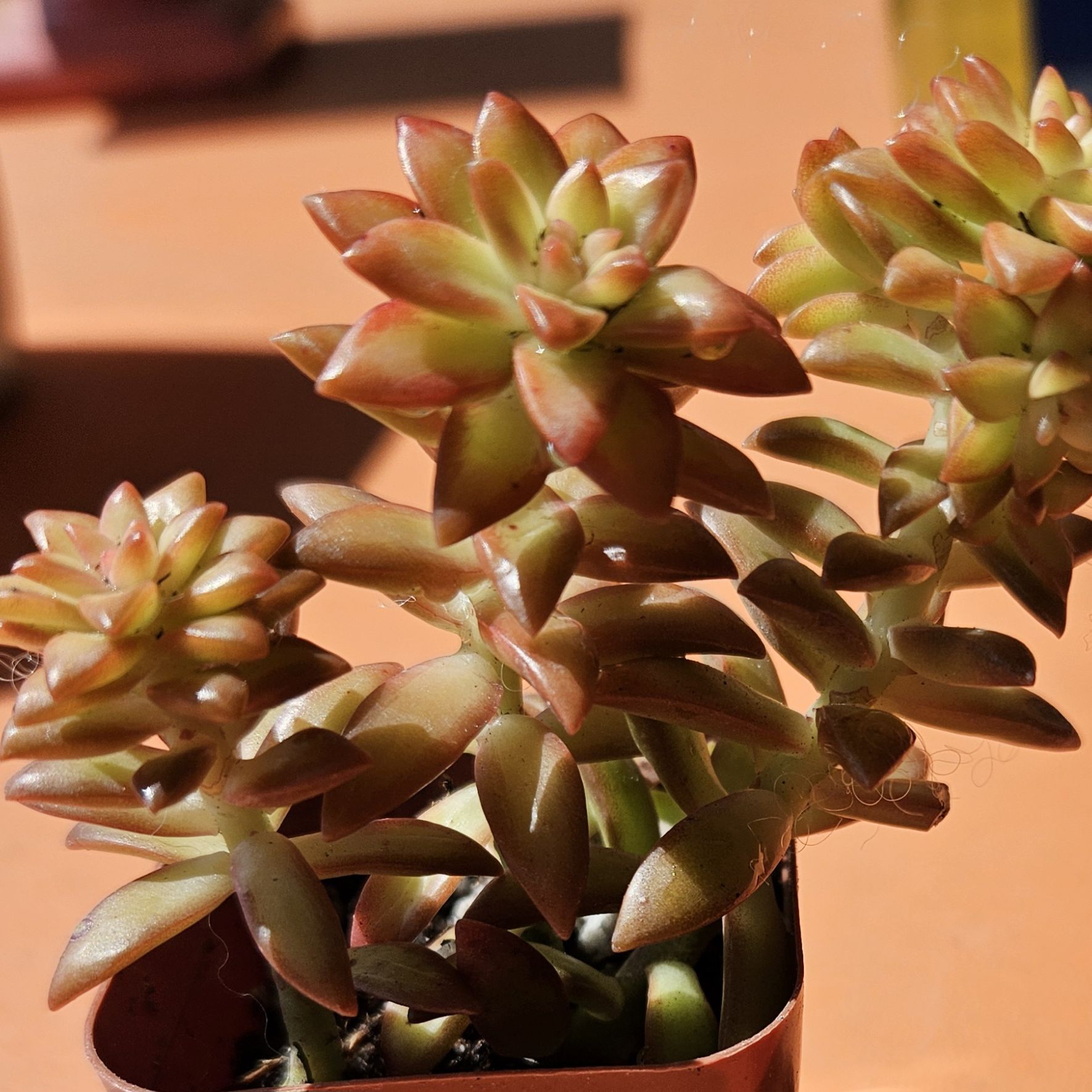 Sedum adolphi 'Shooting Stars' plant with healthy, vibrant leaves.