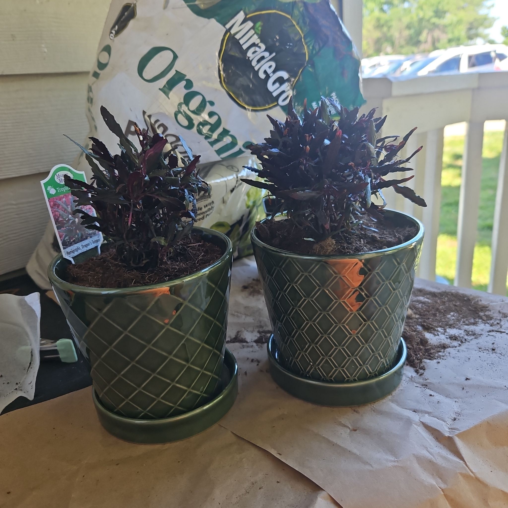 Photo of the plant species Dragon's Tongue by @ZingyEarthstars named Sahara on Greg, the plant care app