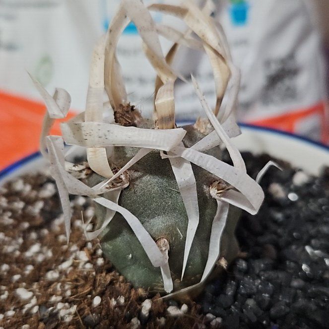 Photo of the plant species Chinese Fingernails by @ZingyEarthstars named Diana on Greg, the plant care app