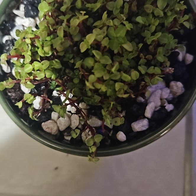 Photo of the plant species Pilea 'Silver Sparkle' by @ZingyEarthstars named Denali on Greg, the plant care app