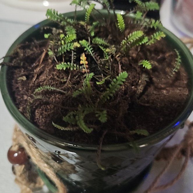 Photo of the plant species Leptinella 'Platt's Black' by @ZingyEarthstars named Lebron on Greg, the plant care app