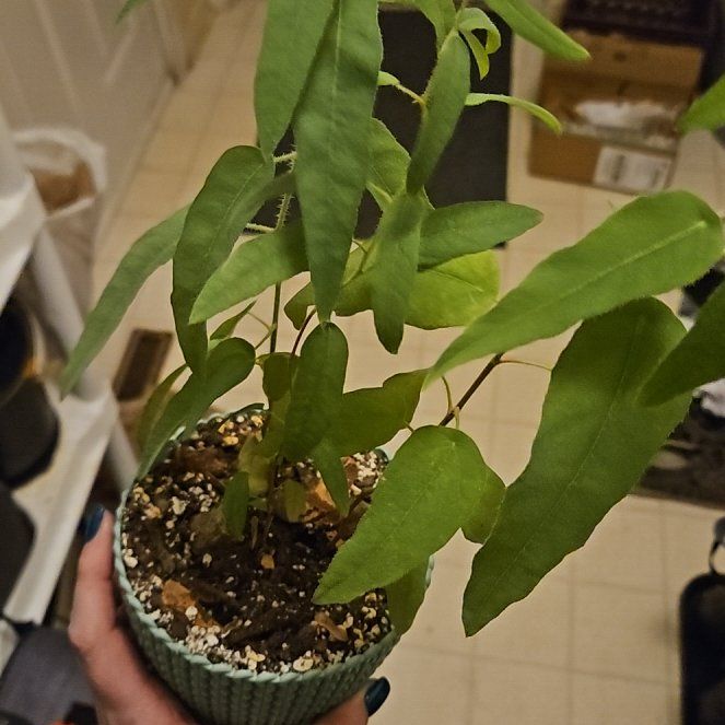 Photo of the plant species Narrow-leaved Peppermint by @AliveThaibasil named Muhammad Ali on Greg, the plant care app